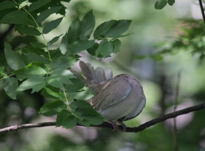 Trkentaube / Eurasian Collared Dove