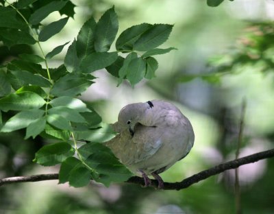 Trkentaube / Eurasian Collared Dove
