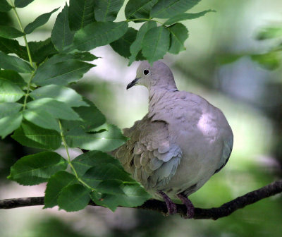 Trkentaube / Eurasian Collared Dove
