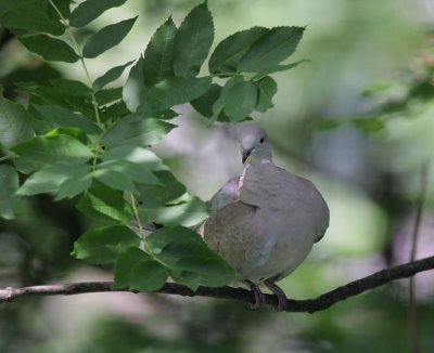 Trkentaube / Eurasian Collared Dove