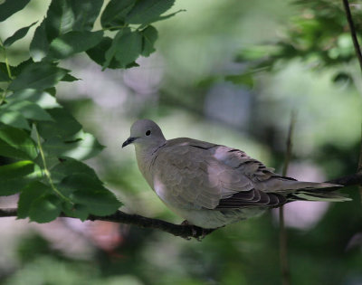 Trkentaube / Eurasian Collared Dove