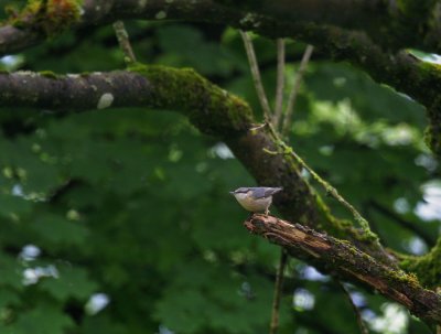 Kleiber / Eurasian Nuthatch