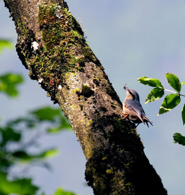 Kleiber / Eurasian Nuthatch