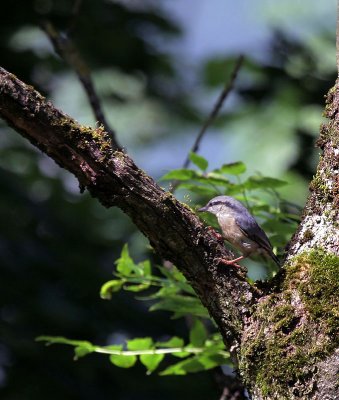 Kleiber / Eurasian Nuthatch