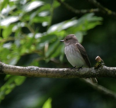 Grauschnpper / Spotted Flycatcher