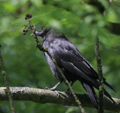 Rabe / Northern Raven