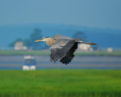 great blue heron.jpg