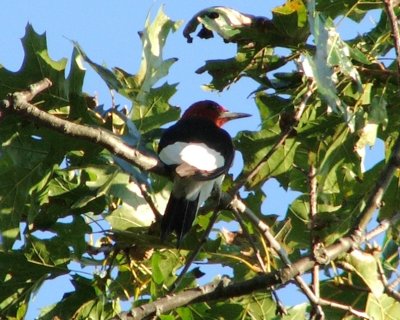 red-headed woodpecker 2006_0926Image0004.jpg