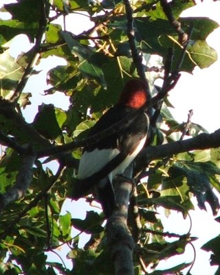 red-headed woodpecker 2006_0926Image0003.jpg