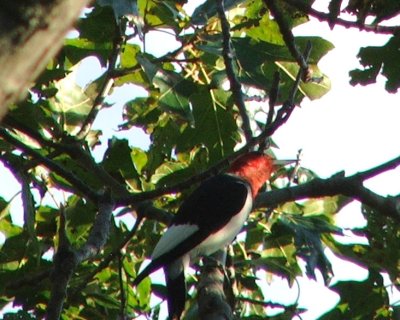 red-headed woodpecker 2006_0926Image0002.jpg