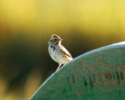 savannah sparrow 2006_0928Image0003.jpg