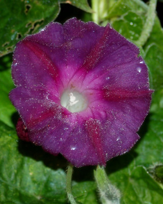 flower 2006_1014Image0011.jpg