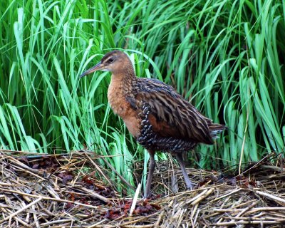 King rail