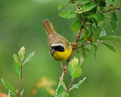 common yellow throat warbler 2.jpg