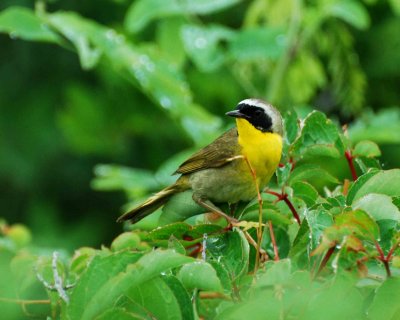 common yellow throat warbler.jpg