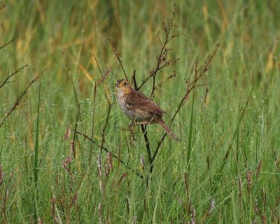 saltmarsh sparrow.jpg