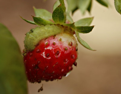 Pest Feeding on Strawberry