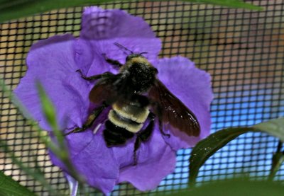 Bumblebee on Florwer