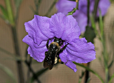 Bumblebee on Flower