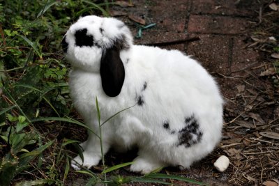 Bunny