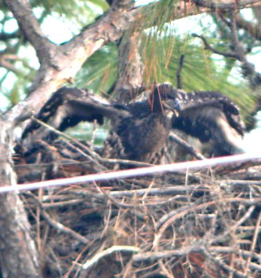 Eagles