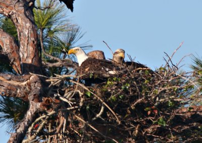 Both Eagles on Nest