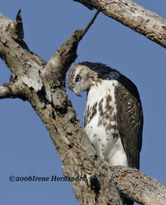 Red-tailed Hawk