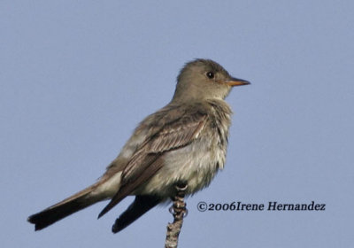 Eastern Wood-Pewee