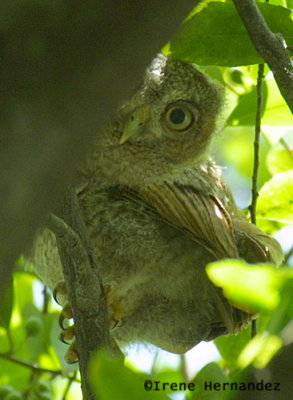 Immature Eastern Screech-Owl