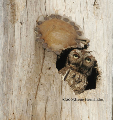 Eastern Screech-Owl Walsingham