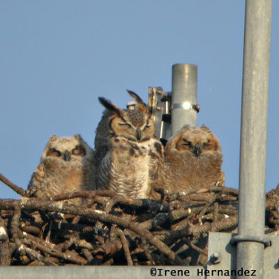 Great Horned Owl Adult and Young Digiscoped