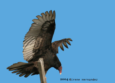 Turkey Vulture Redington Shores