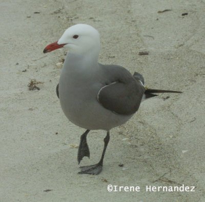 Heermann's Gull Ft. DeSoto