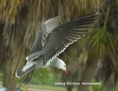 Heermann's Gull at Ft. DeSoto