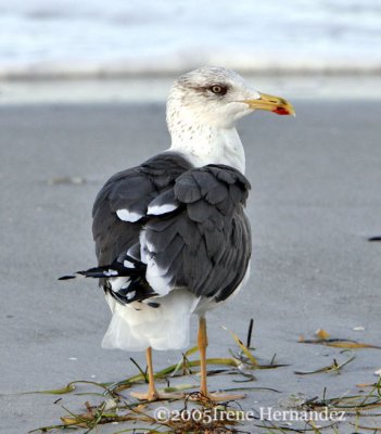 Lesser Black-backed Gull Redington Shores