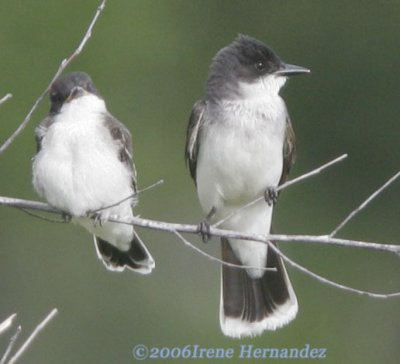 Eastern Kingbird Adult and Young