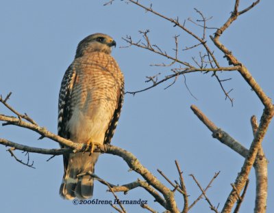 Red-shouldered Hawk