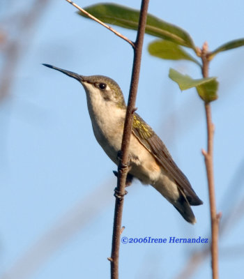 Ruby-throated Hummingbird