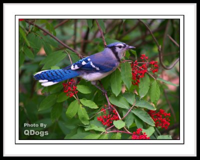 Blue Jay