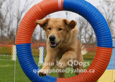 Agility Connection  Volunteer Trial  Oct 8
