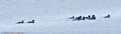 All 3 species of Scoters on Dublin Pond !