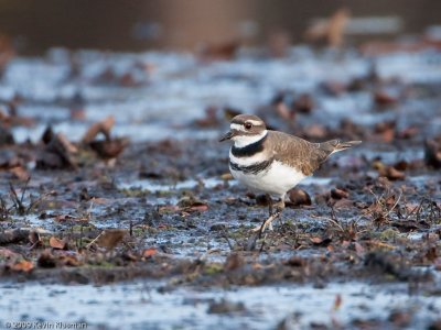 Killdeer