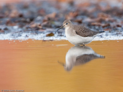 Solitary Sandpiper