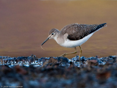 Solitary Sandpiper