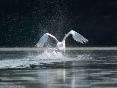 Swan takeoff sequence