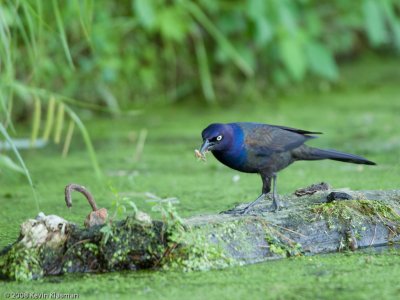 Common Grackle with bug