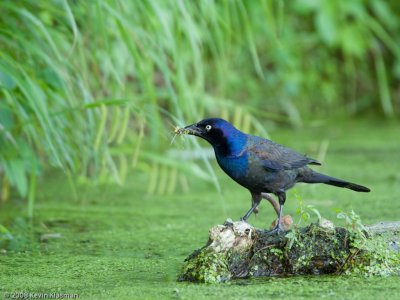 Common Grackle at the end of the log