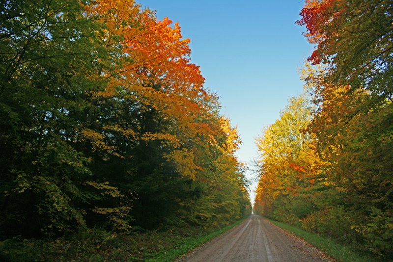 Autumn Road