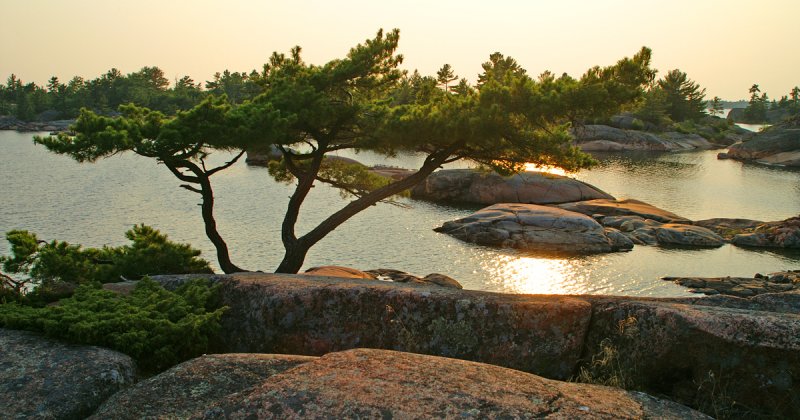 Stunted Pine