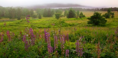 Lupin Field Fog